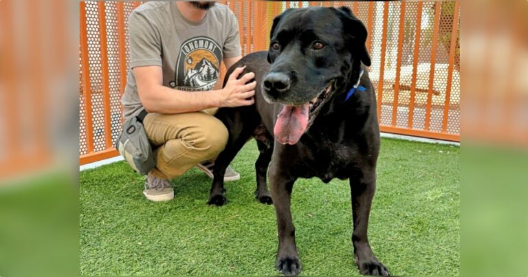 Dog Taken Back To Shelter For Being ‘Too Boring’