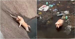 Dog Tries To Save Himself From Canal But Keeps Slipping Back
In