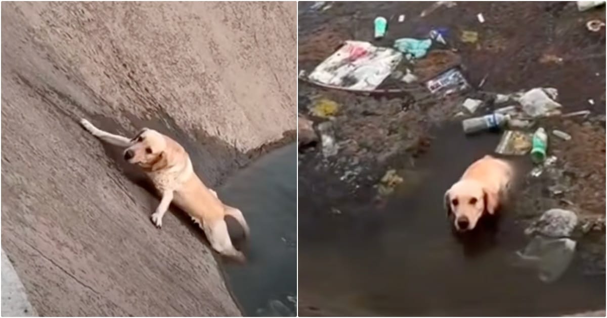 Dog Tries To Save Himself From Canal But Keeps Slipping Back
In