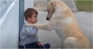 Dog Wants To Be Friends With Boy And Won’t Take ‘No’ For An
Answer