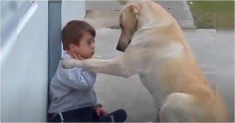 Dog Wants To Be Friends With Boy And Won’t Take ‘No’ For An
Answer