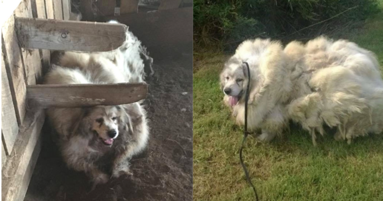 Dog Was Trapped In Barn For 6 Years, Then Given An
Astounding Makeover And A Brand New Life