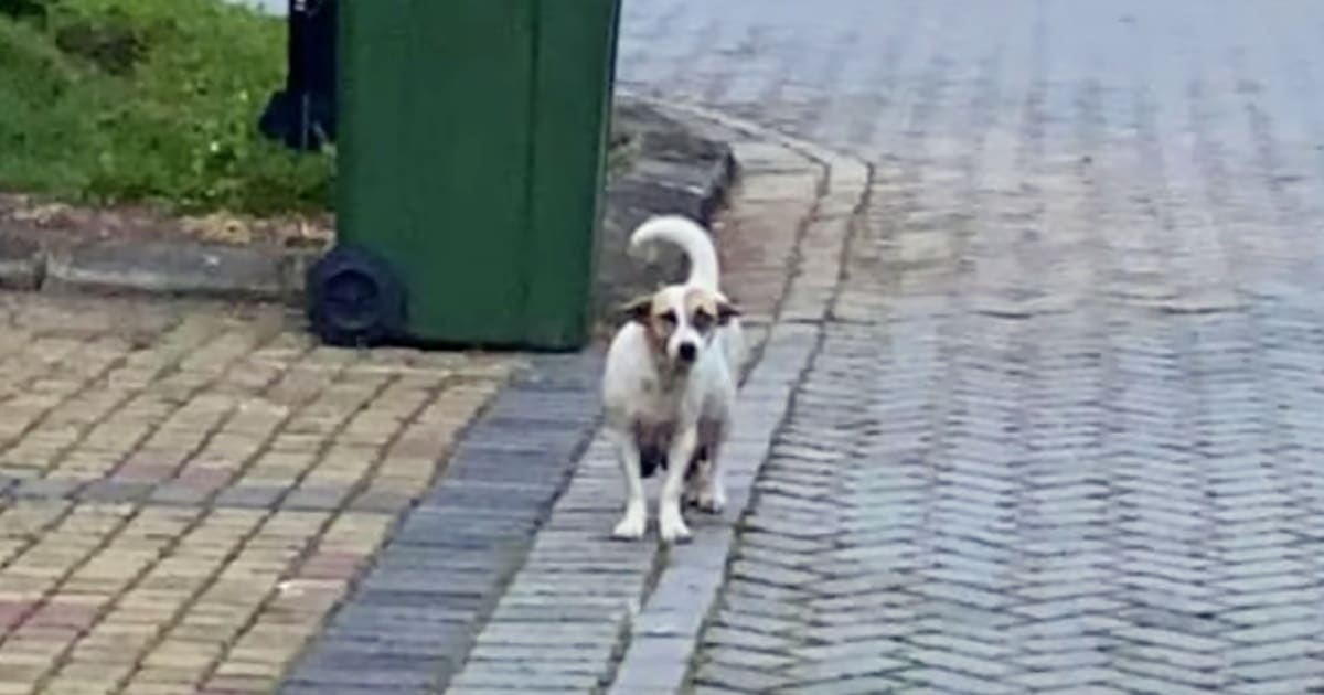 Dog With Nowhere To Go Dragged Her Heavy Belly Up And Down
The Street