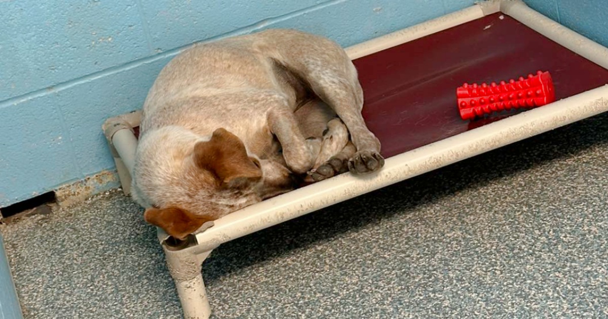 Dog ‘Cried’ Herself To Sleep When Her Brother Gets
Adopted