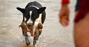 Dog ‘Leaps’ Into River And Emerges With Puppy Swept Away By
Current