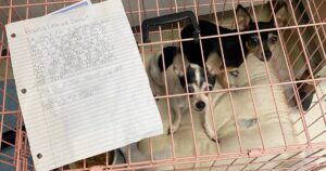 Dogs Left In Pink Crate With Poignant Note Attached