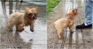 Drenched Dog Hobbles After Guy When No One Cared To
Stop