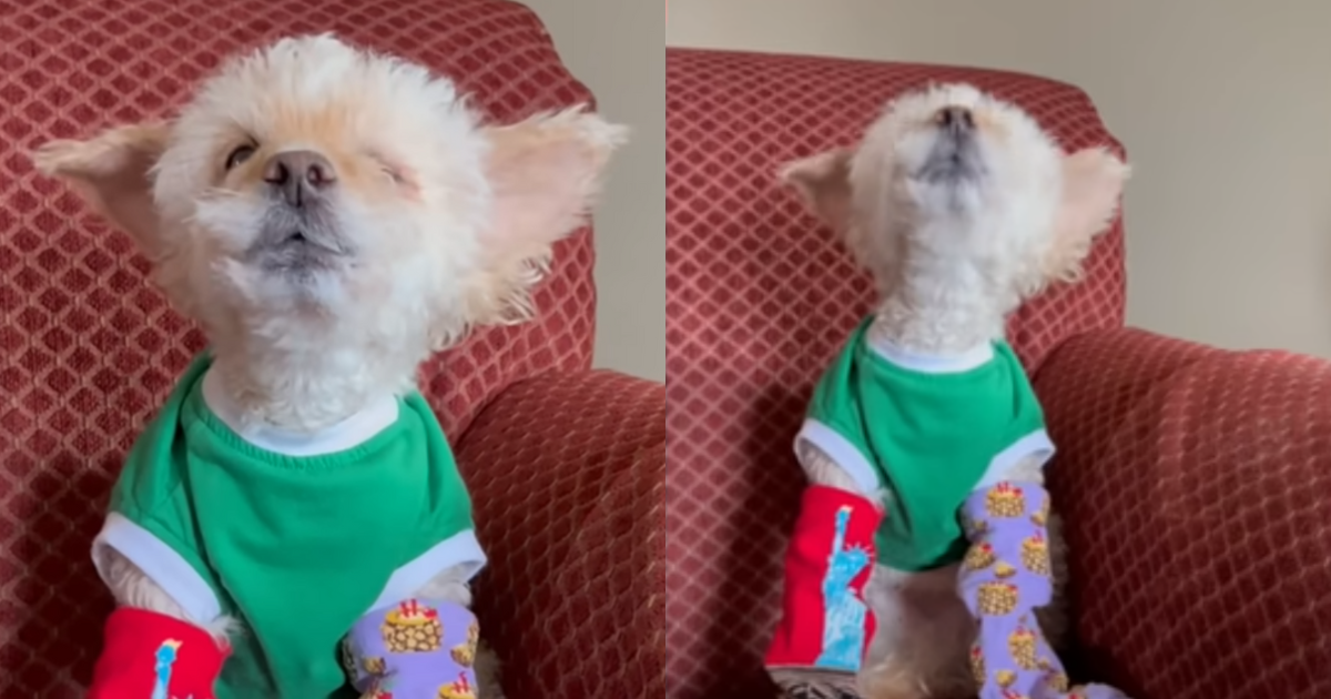 Elderly Dog Rescued from Shelter Serenades Owner with His
‘Gorgeous Little Singing Voice’