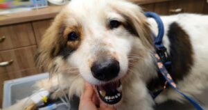 Even In Pain, This Dog Smiled Her Way Through
Treatment