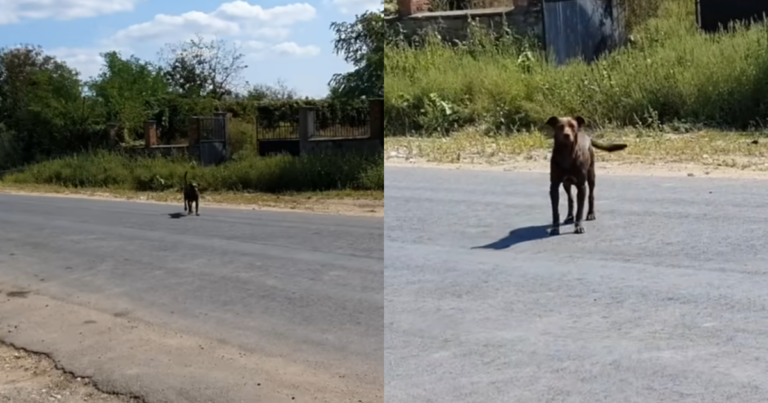 Faithful Stray Dog Patiently Waits Every Day in the Same
Spot, Dreaming of a Loving Home and a New Beginning