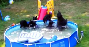 Family Was Planning On Using The Pool, But They Found It Was
Already Occupied