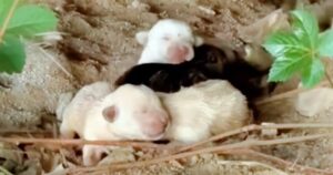 Four Newly Born Pups Snuggled Beside Their Motionless
Mom