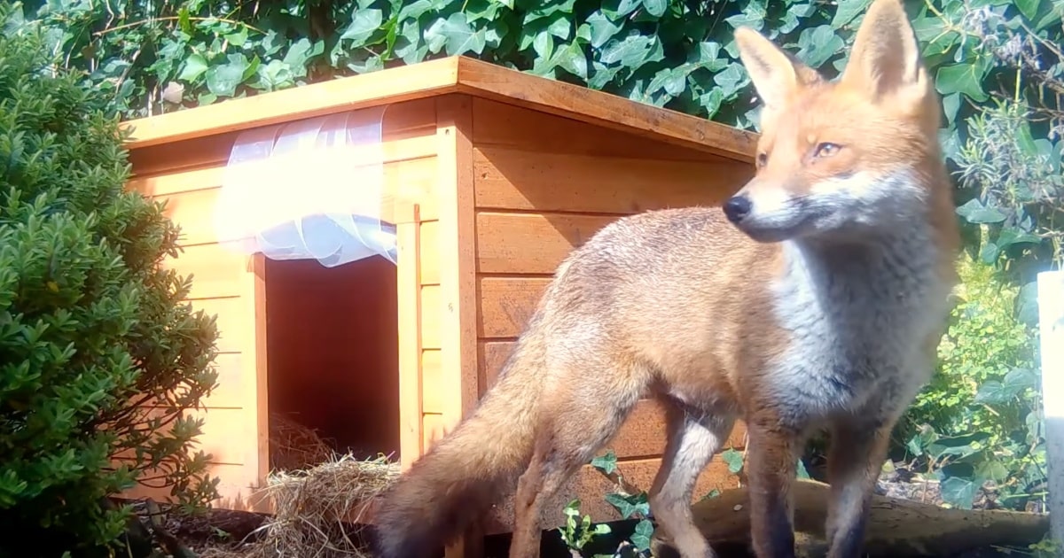 Fox Moves Into Woman’s Doghouse To Safeguard Something She
Placed Inside