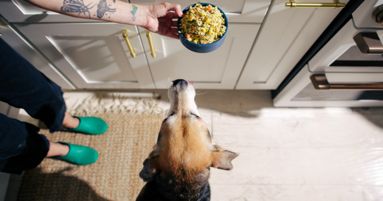 Fresh Cooked Dog Food Is Best. Are You Ready To Make Your
Own?