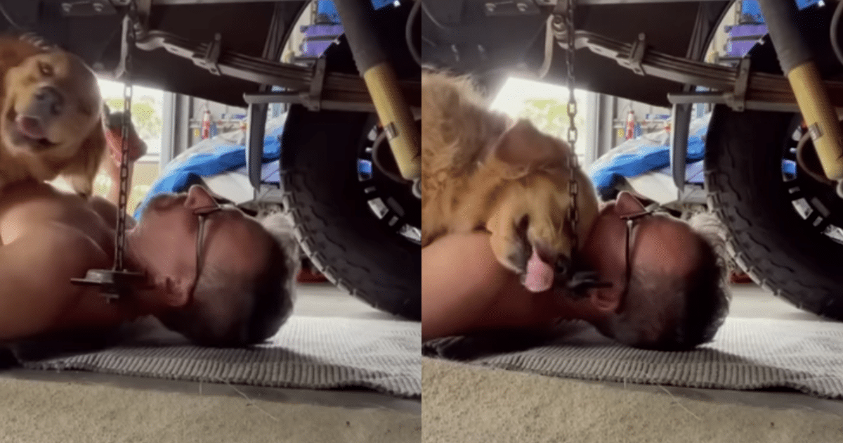 Golden Retriever Cuddles Mechanic Dad While He Tries to Work
Under Car