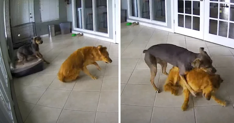 Golden Retriever Has A Seizure, But His Friend ‘Tackles’ Him
To The Ground