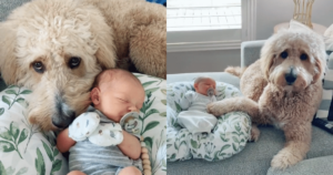 Goldendoodle’s First Encounter with Baby Brother Is
Capturing Hearts