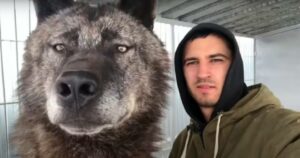 Guy Lives With ‘Largest’ Wolf On The Planet And Plays With
Him Like He’s A Puppy