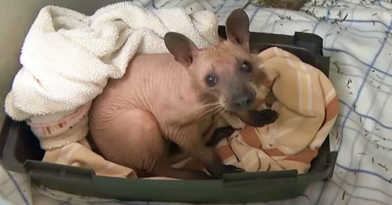 Hairless Creature Rescued From The Cold Wasn’t A Dog At
All