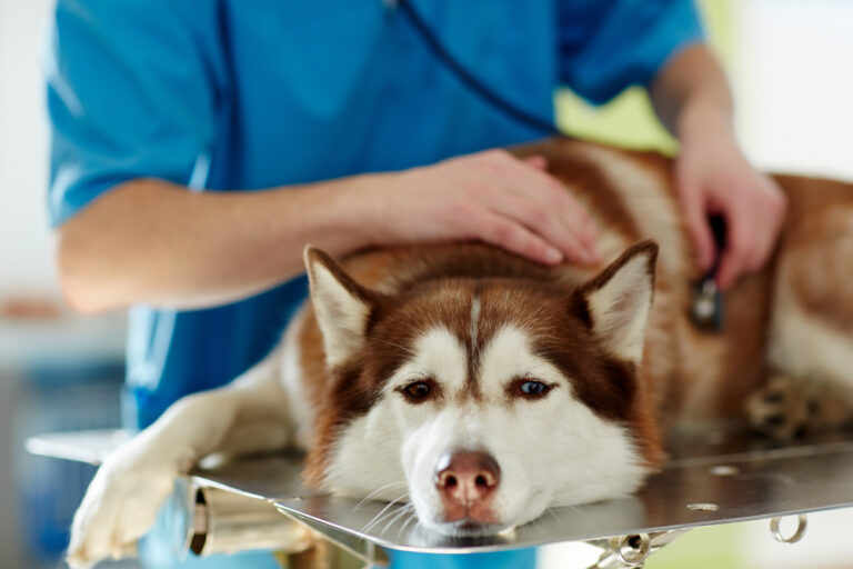 High Cholesterol in Dogs: Our Vet Discusses Signs, Causes
&amp; Treatments