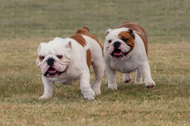 How Big Do English Bulldogs Get? Average Weight &amp;
Growth Chart