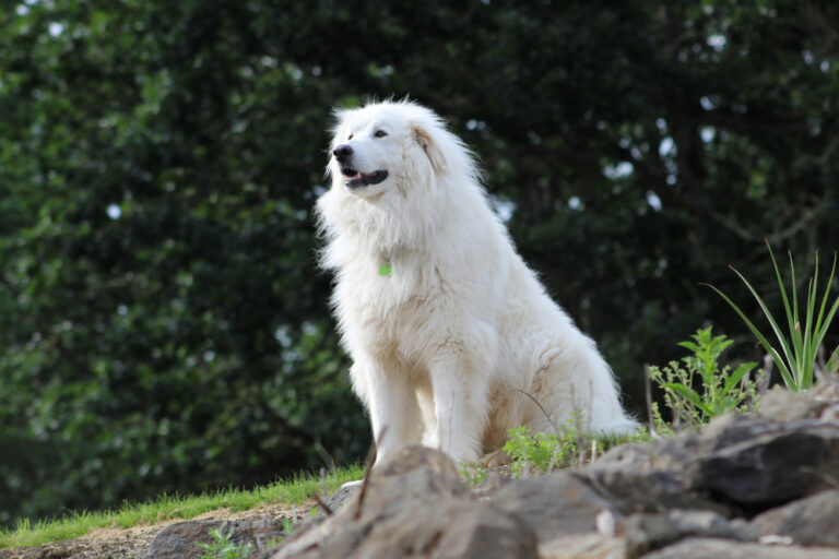 How Long Do Great Pyrenees Live? Vet-Verified Average
Lifespan, Data &amp; Care Guide