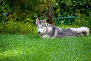 How Long Should My Alaskan Malamute Sleep?