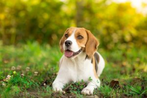 How Long Should My Beagle Sleep?