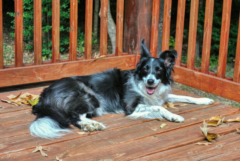 How Long Should My Border Collie Sleep?