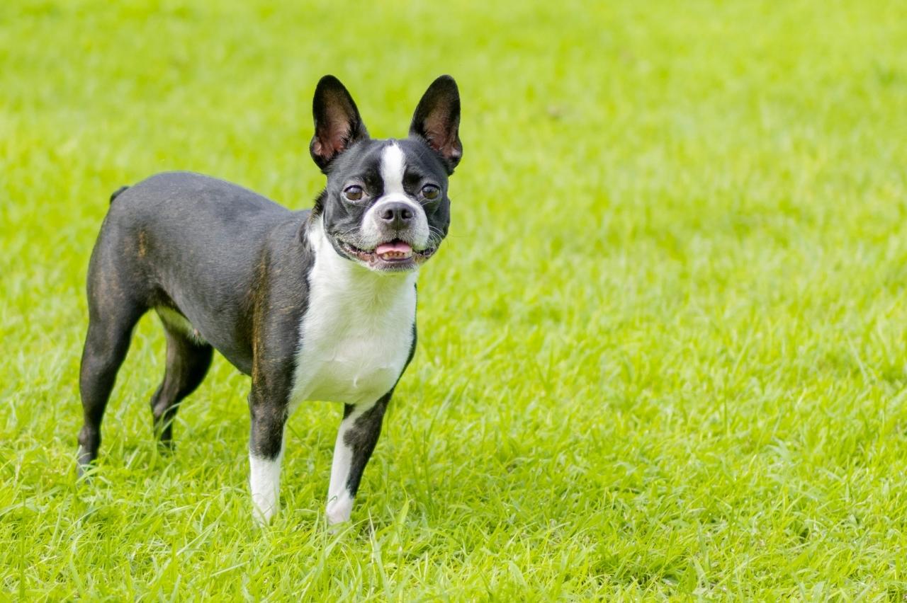 How Long Should My Boston Terrier Sleep?