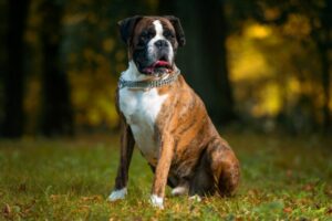 How Long Should My Boxer Sleep?