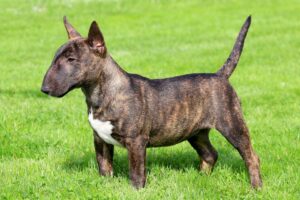 How Long Should My Bull Terrier Sleep?