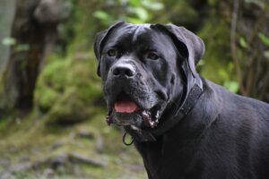 How Long Should My Cane Corso Sleep?