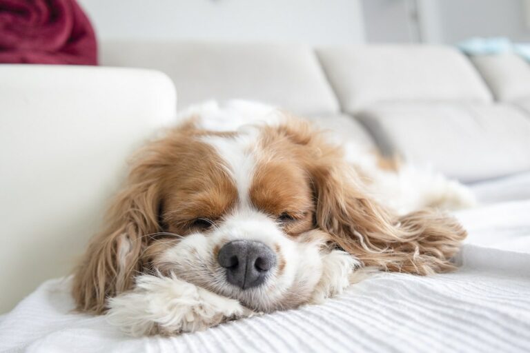 How Long Should My Cavalier Sleep?