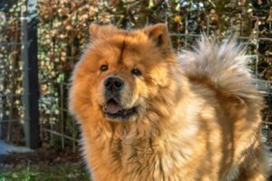 How Long Should My Chow Chow Sleep?