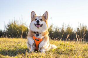 How Long Should My Corgi Sleep?