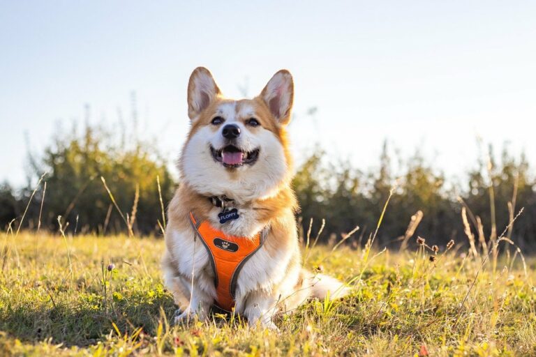 How Long Should My Corgi Sleep?