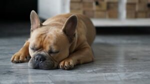 How Long Should My French Bulldog Sleep?