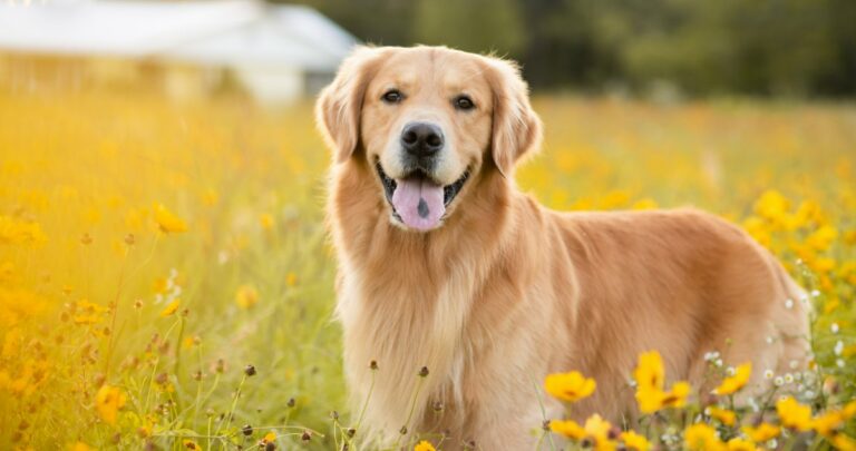 How Long Should My Golden Retriever Sleep?