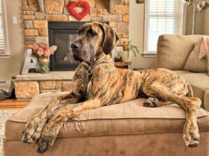 How Long Should My Great Dane Sleep?