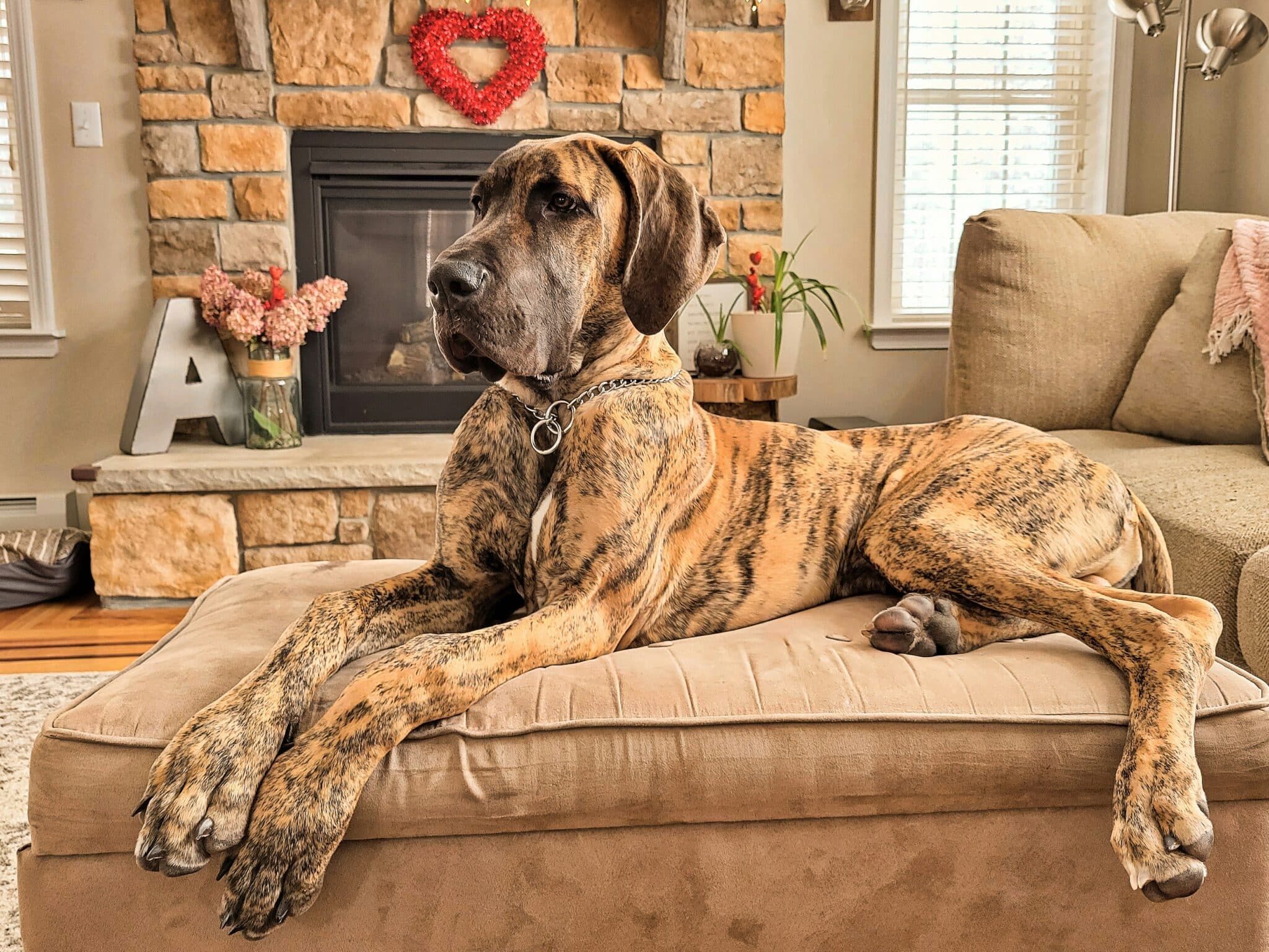 How Long Should My Great Dane Sleep?