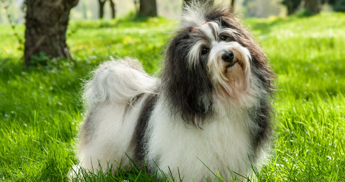 How Long Should My Havanese Sleep?