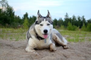 How Long Should My Husky Sleep?