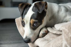 How Long Should My Jack Russell Terrier Sleep?