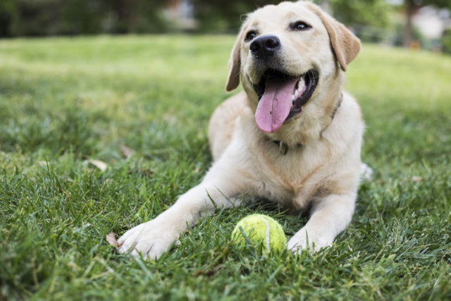 How Long Should My Labrador Retriever Sleep?