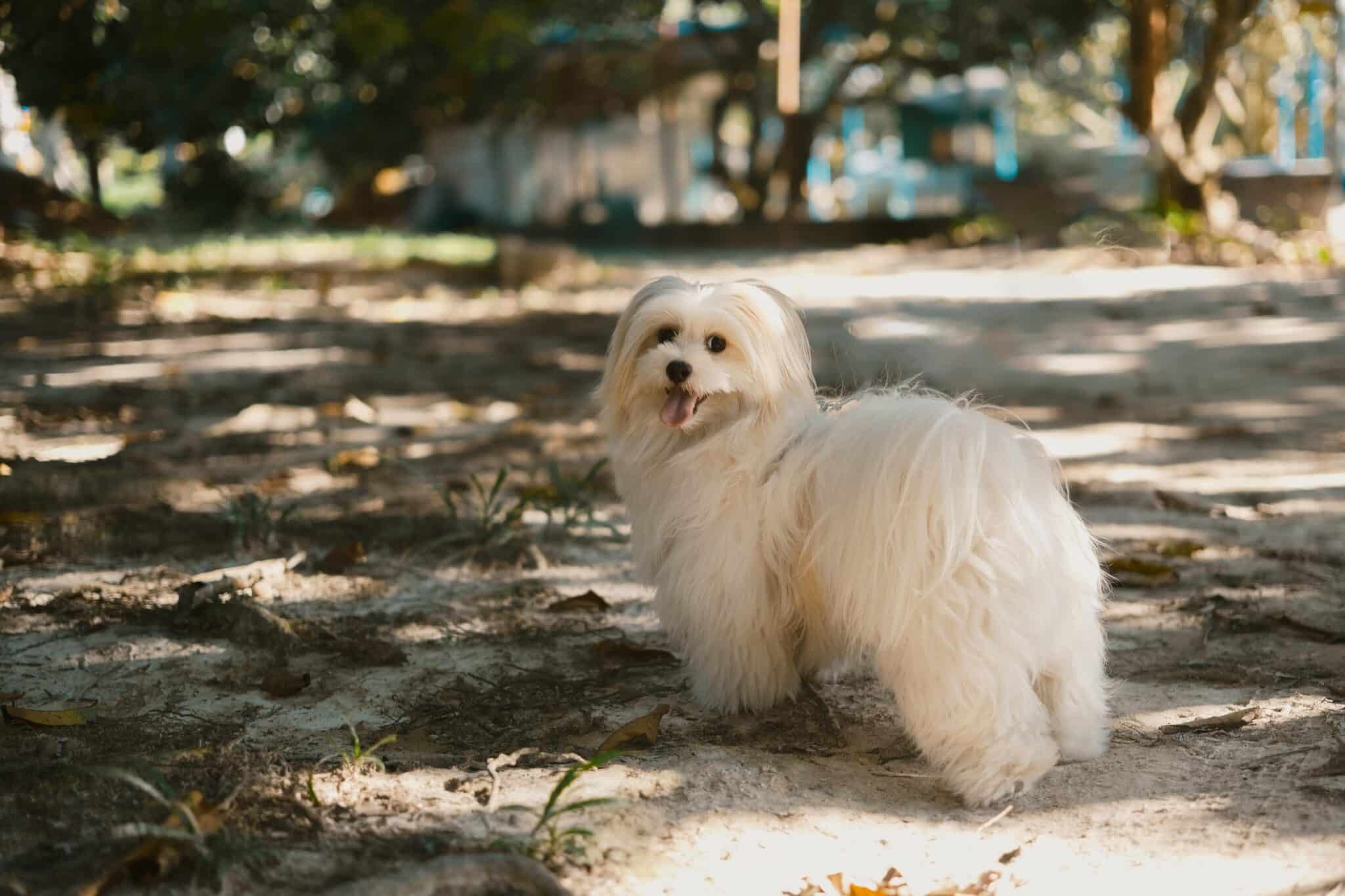 How Long Should My Maltese Sleep?