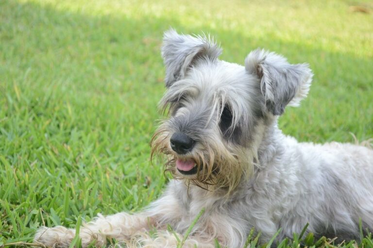 How Long Should My Schnauzer Sleep?