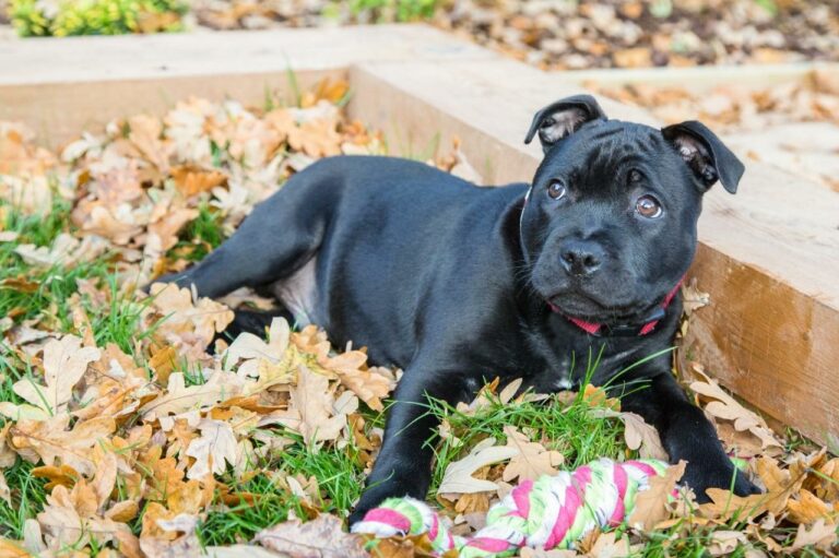 How Long Should My Staffordshire Bull Terrier Sleep?