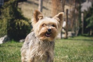 How Long Should My Yorkie Sleep?