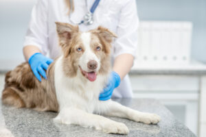 Veterinarian doctor is making a check up of a australian shepherd dog at clinic